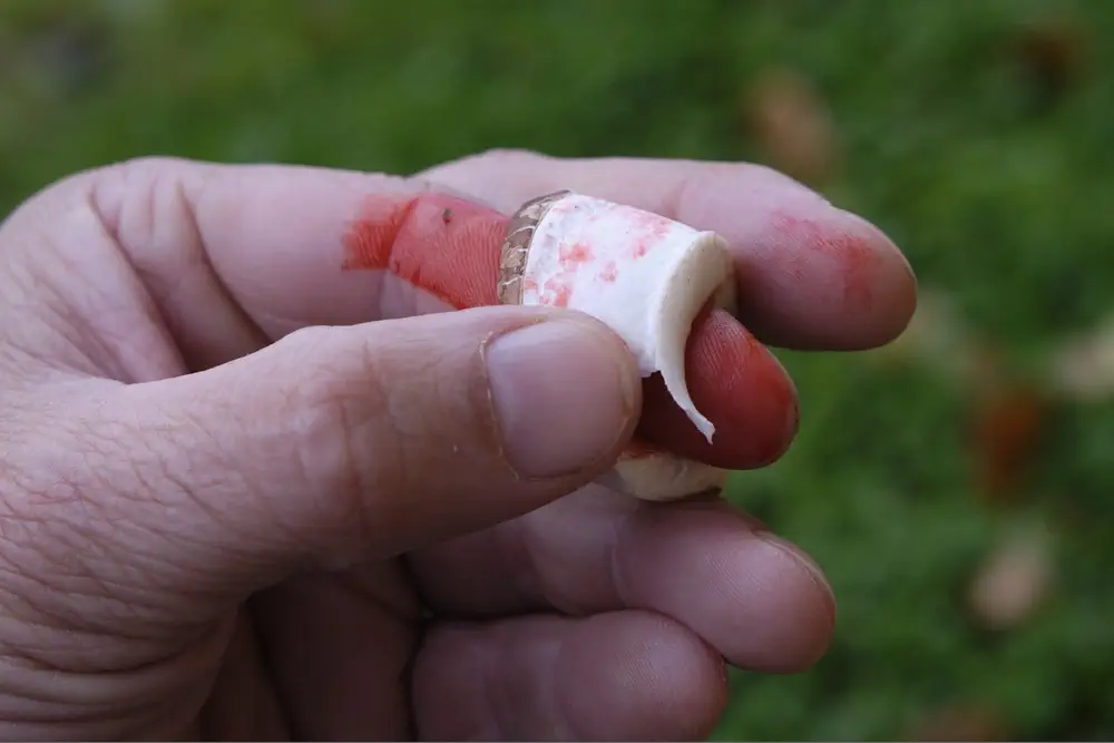 Der Survival Pilz Birkenporling kann auch als Pflaster verwendet werden