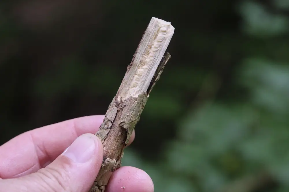 Anzündmaterial aus Holunder ist kein Zunder