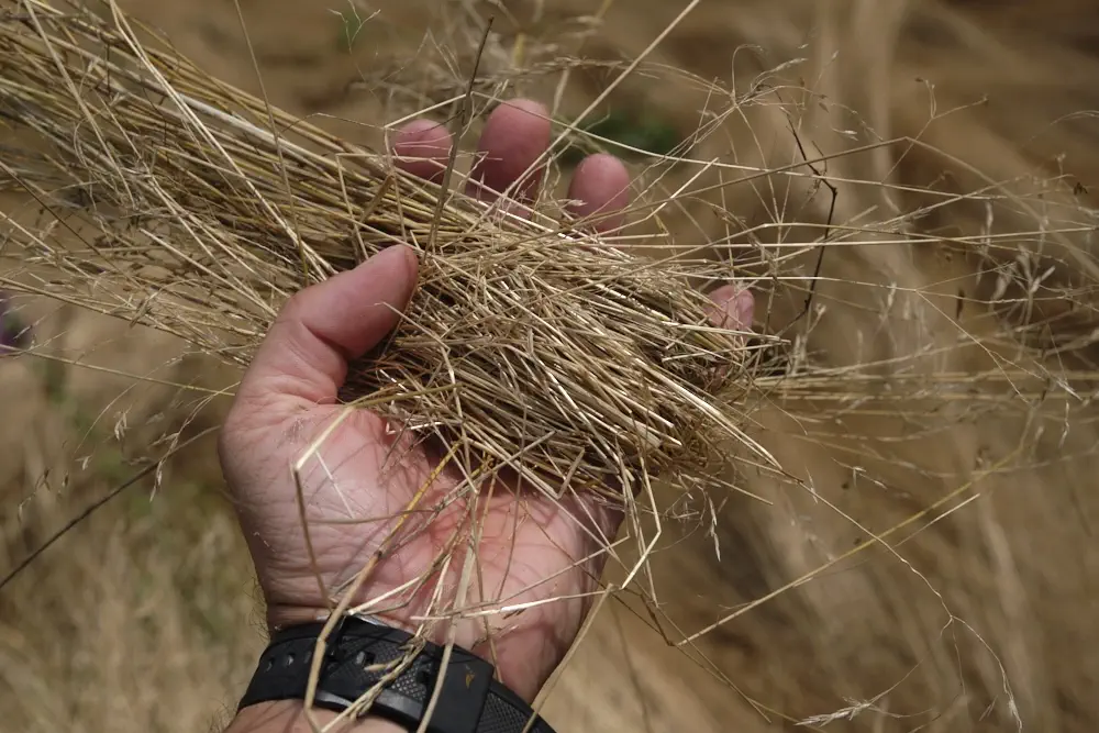 Trockenes Gras als Zunder?