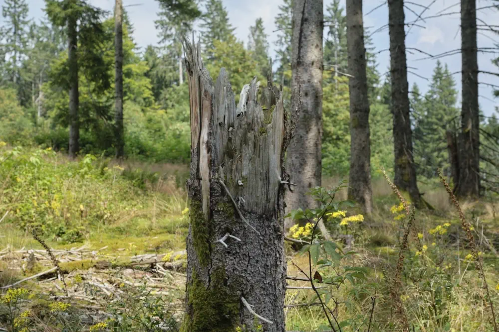 Trockener Zunder für das Survival Feuer