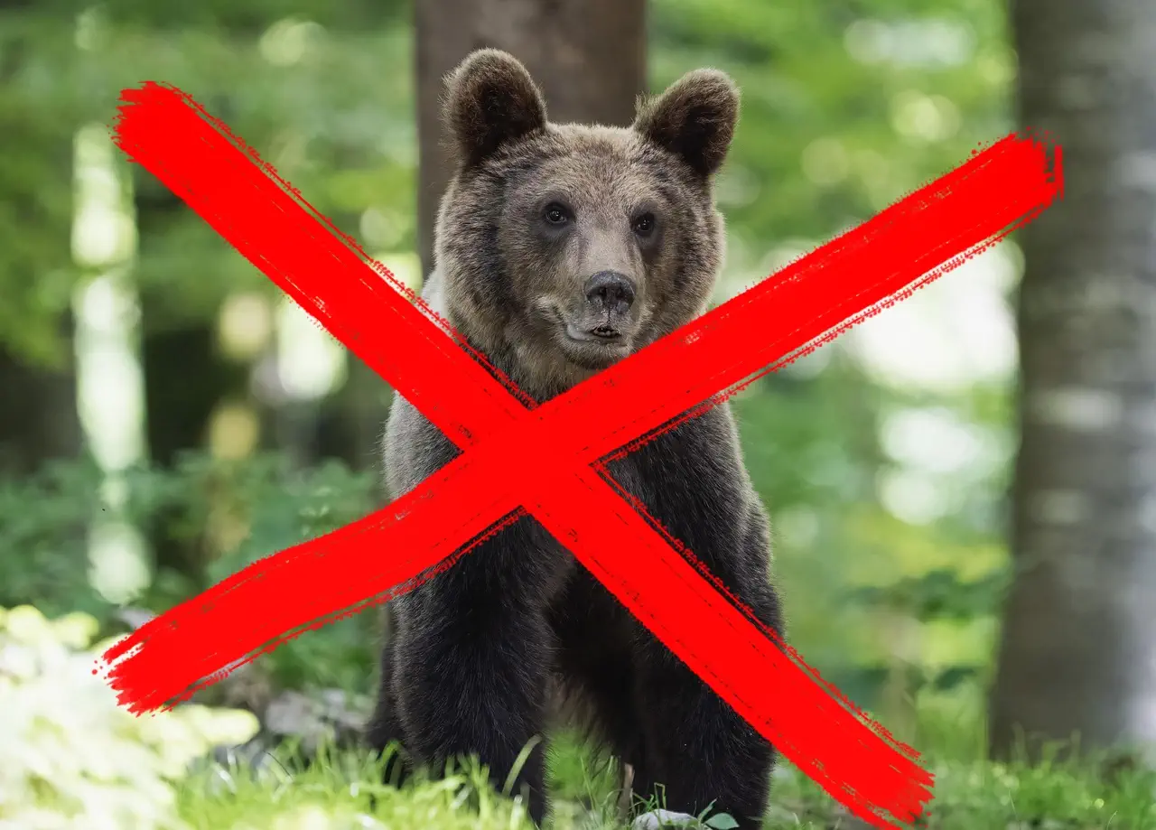 Gefährliche Wildnis - aber nicht der Bärenangriff ist das Problem