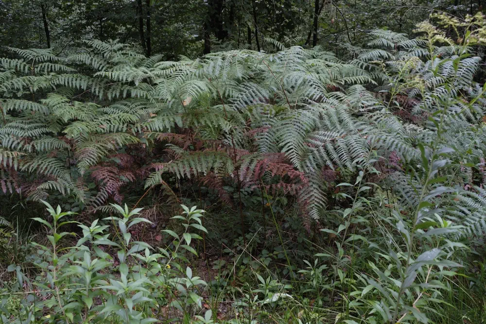 Gibt es essbare Farne für das Überleben in der Wildnis?