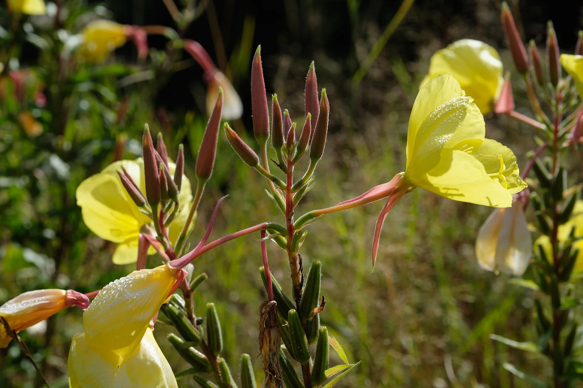 Gelbe Blüten und rötliche Knospen der Zweijährigen Nachtkerze als Wildpflanze