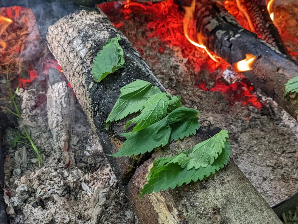 Pflanzliche Notnahrung kann nur mit botanischem Grundwissen gefunden werden