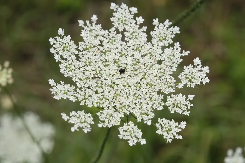 Weiße Blütendolde der Wilden Möhre mit dunkler Mittelblüte