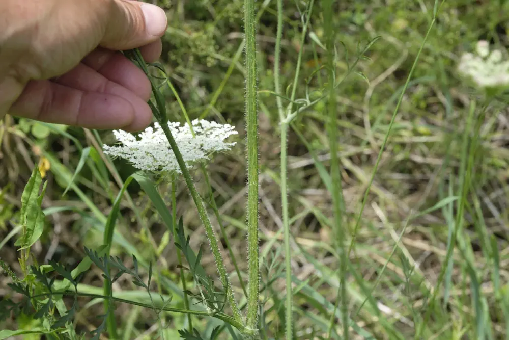 Essbare Pflanze bei einer Kräuterwanderung im Schwarzwald gezeigt
