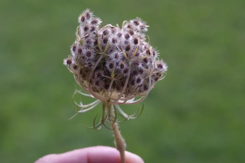 Wilde Möhre - Survival Nahrung