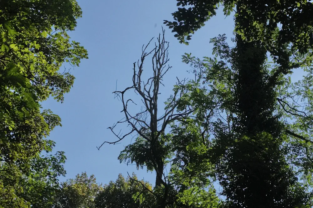 Astbruchgefahr beim Überleben im Wald