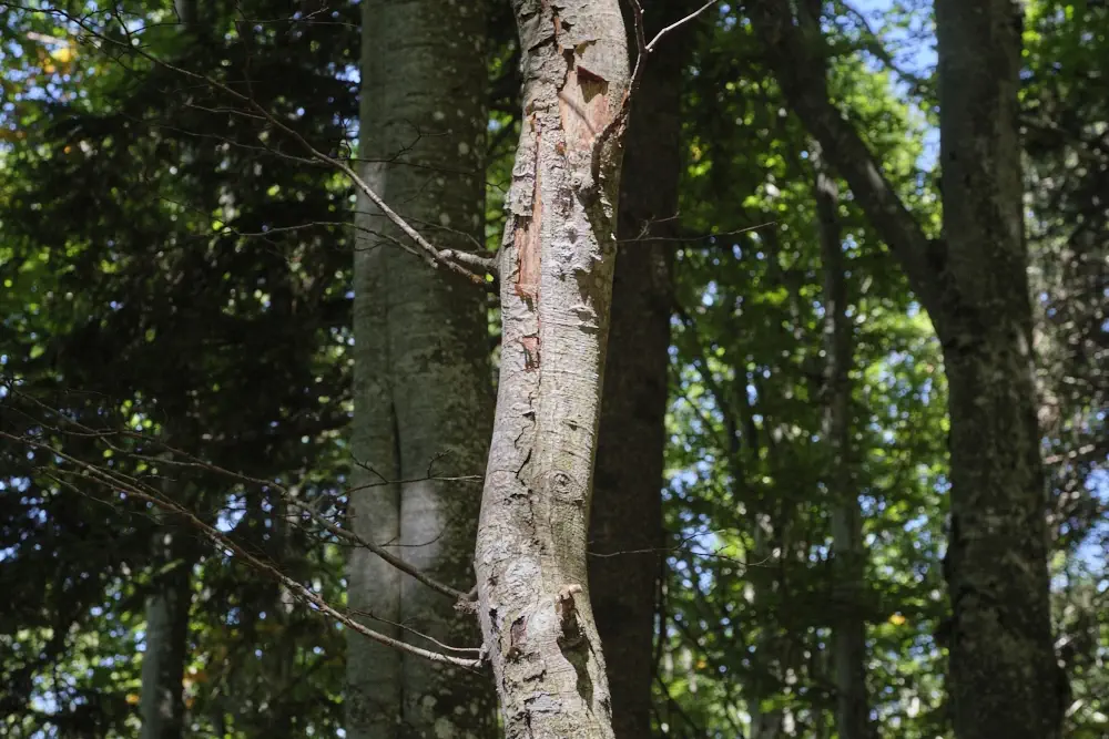 Beschädigte Rinde an einem Baumstamm im Wald
