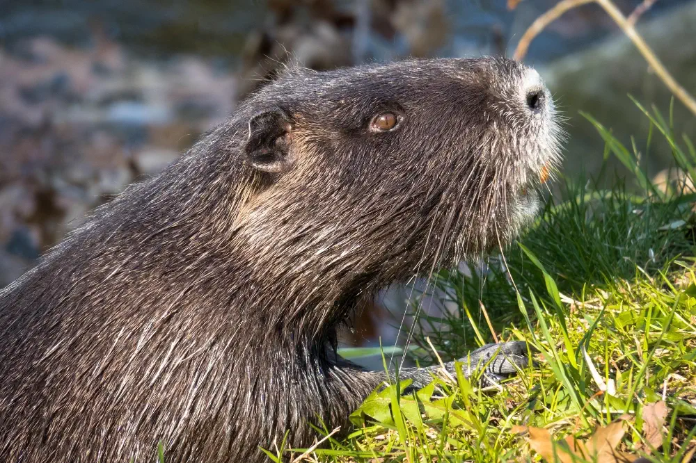 Tierische Survival Nahrung oder tierische Notnahrung - Nager