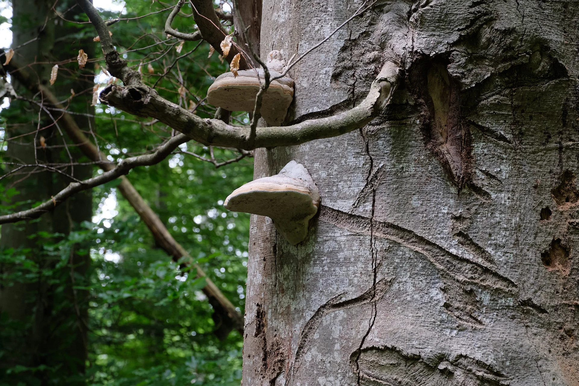Zunderschwamm Fomes fomentarius an einer Buche als Naturzunder im Survival