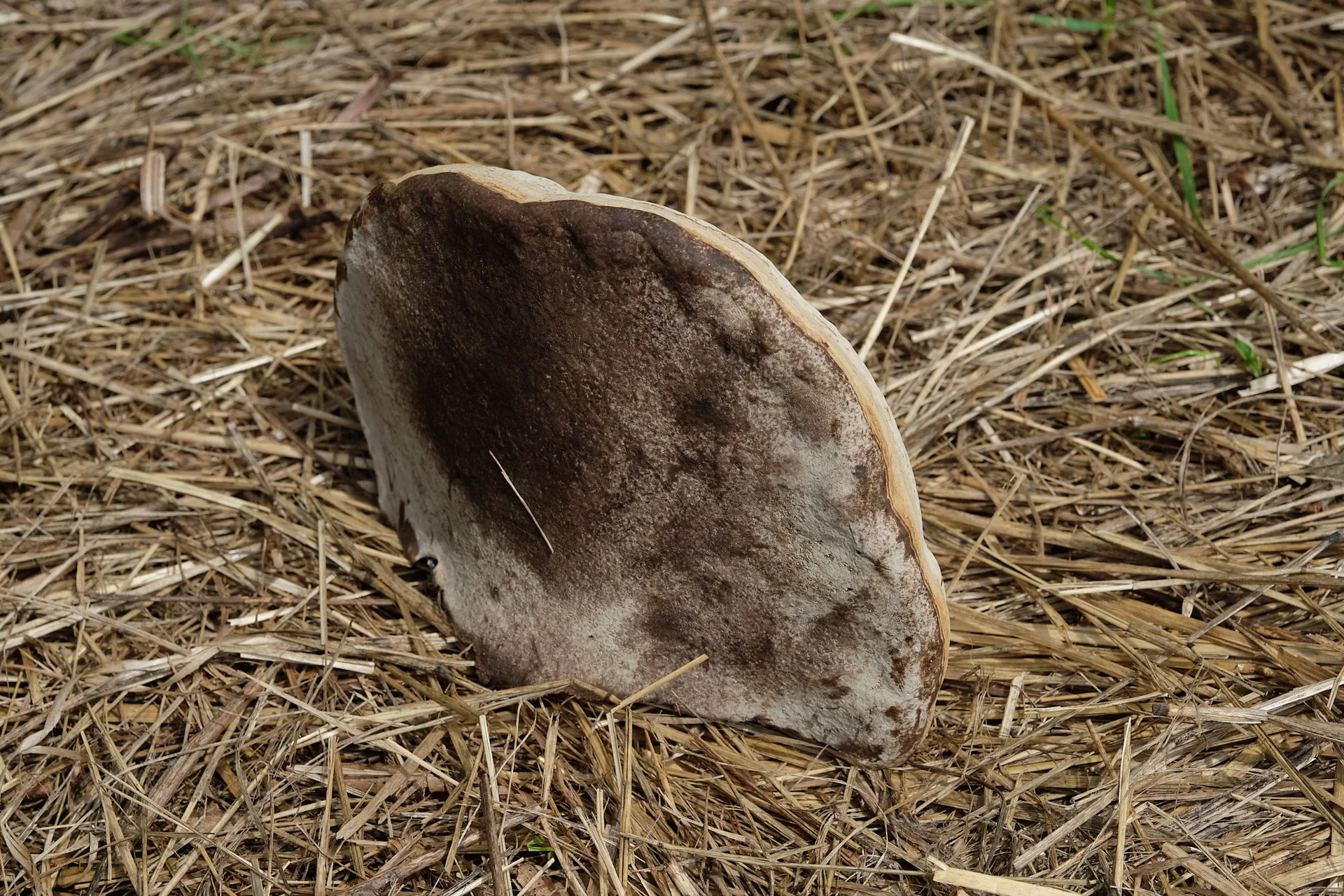 Feinporige Unterseite des Zunderschwamms als Merkmal zur sicheren Pilzbestimmung
