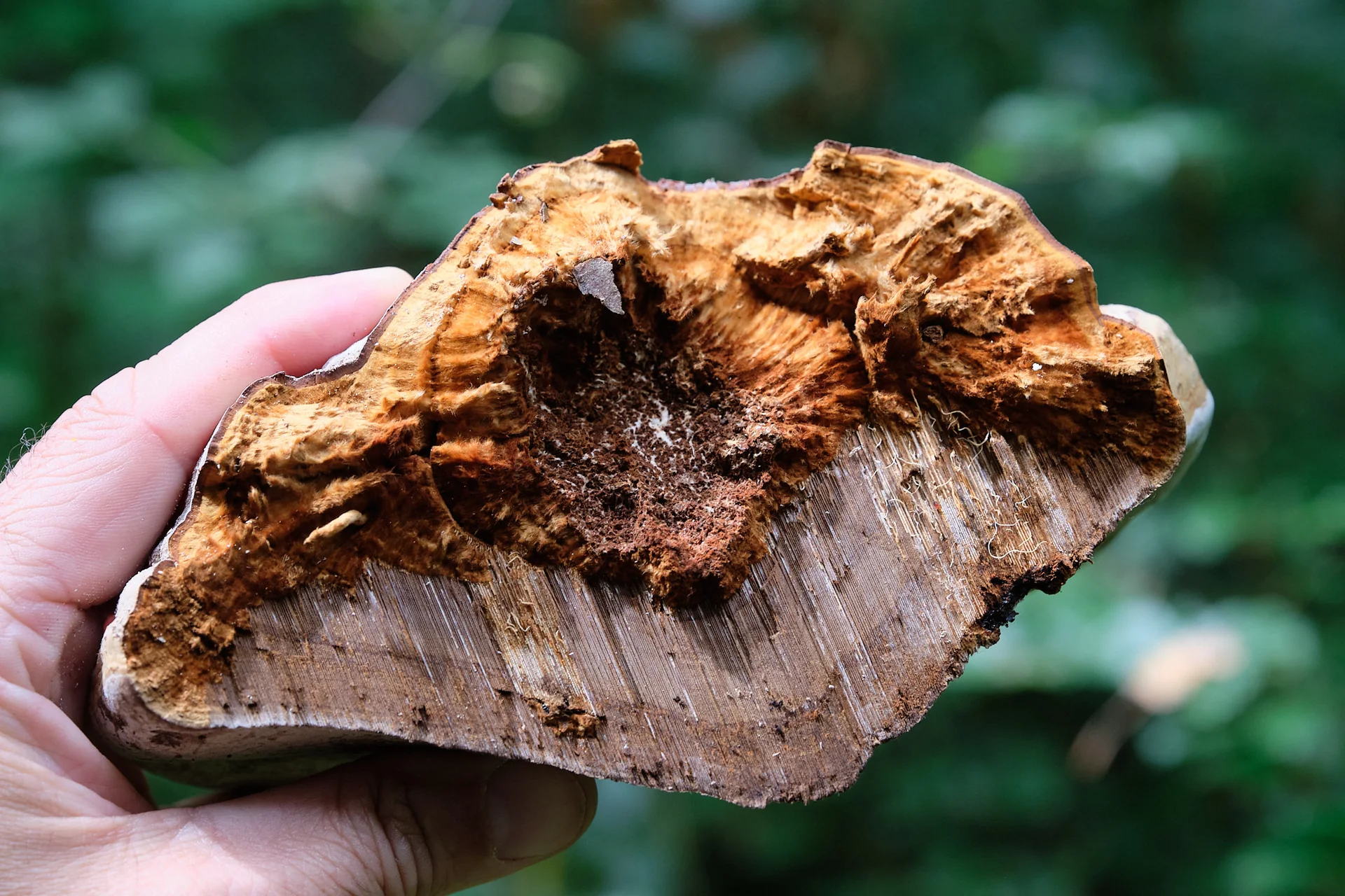 Braune Tramaschicht im Zunderschwamm zur Herstellung von Amadou und Naturzunder
