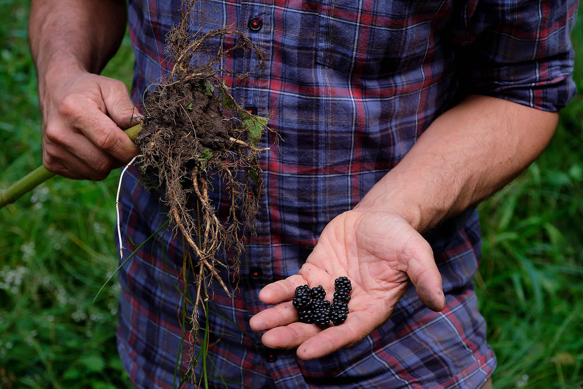 Wurzeln und Beeren beim PLANT Master
