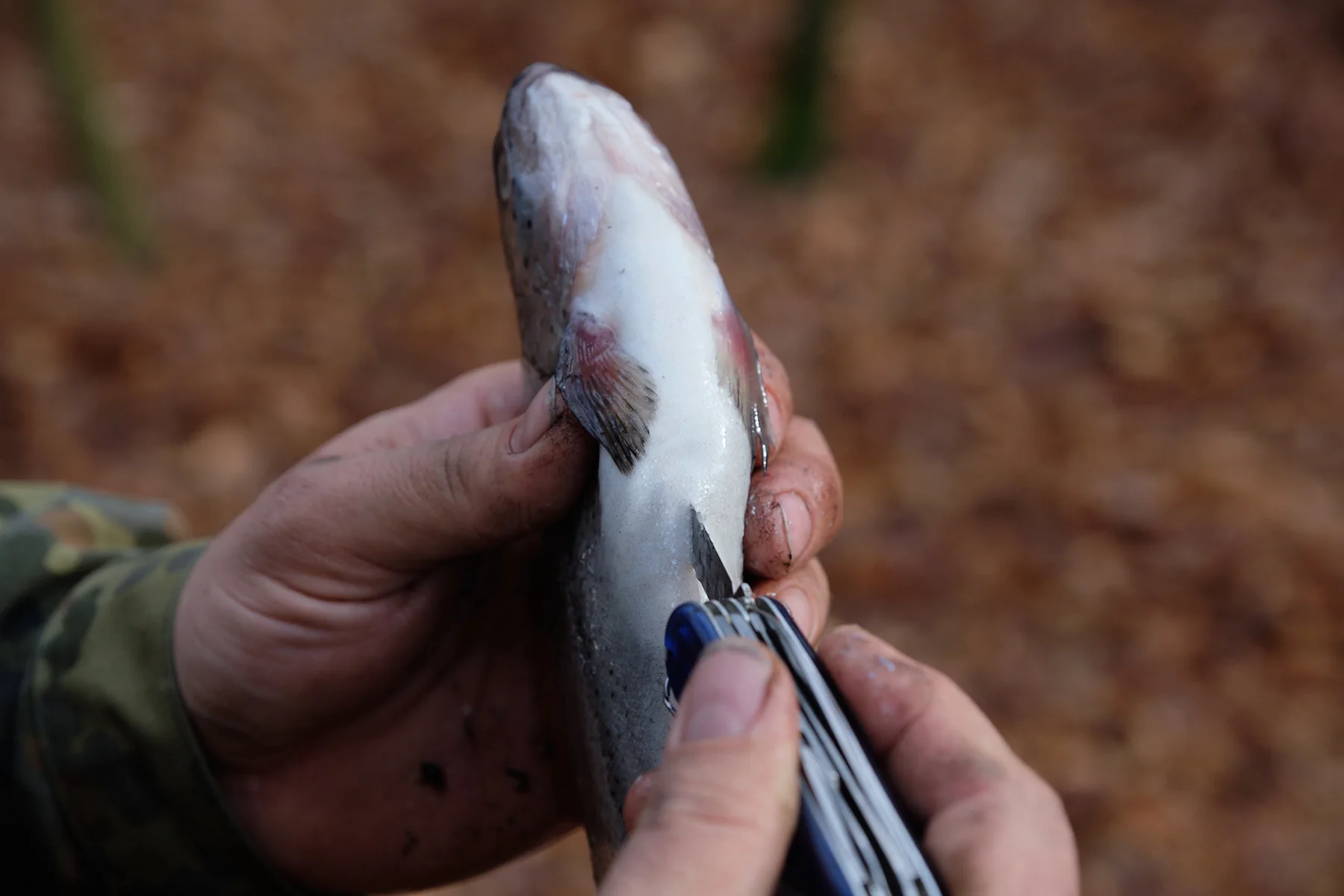 Fischzubereitung beim WILD Master